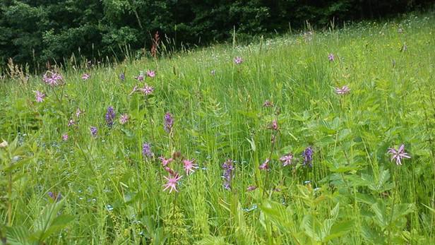 Nejkrásnější krkonošská
louka je Ve Volšíčkách