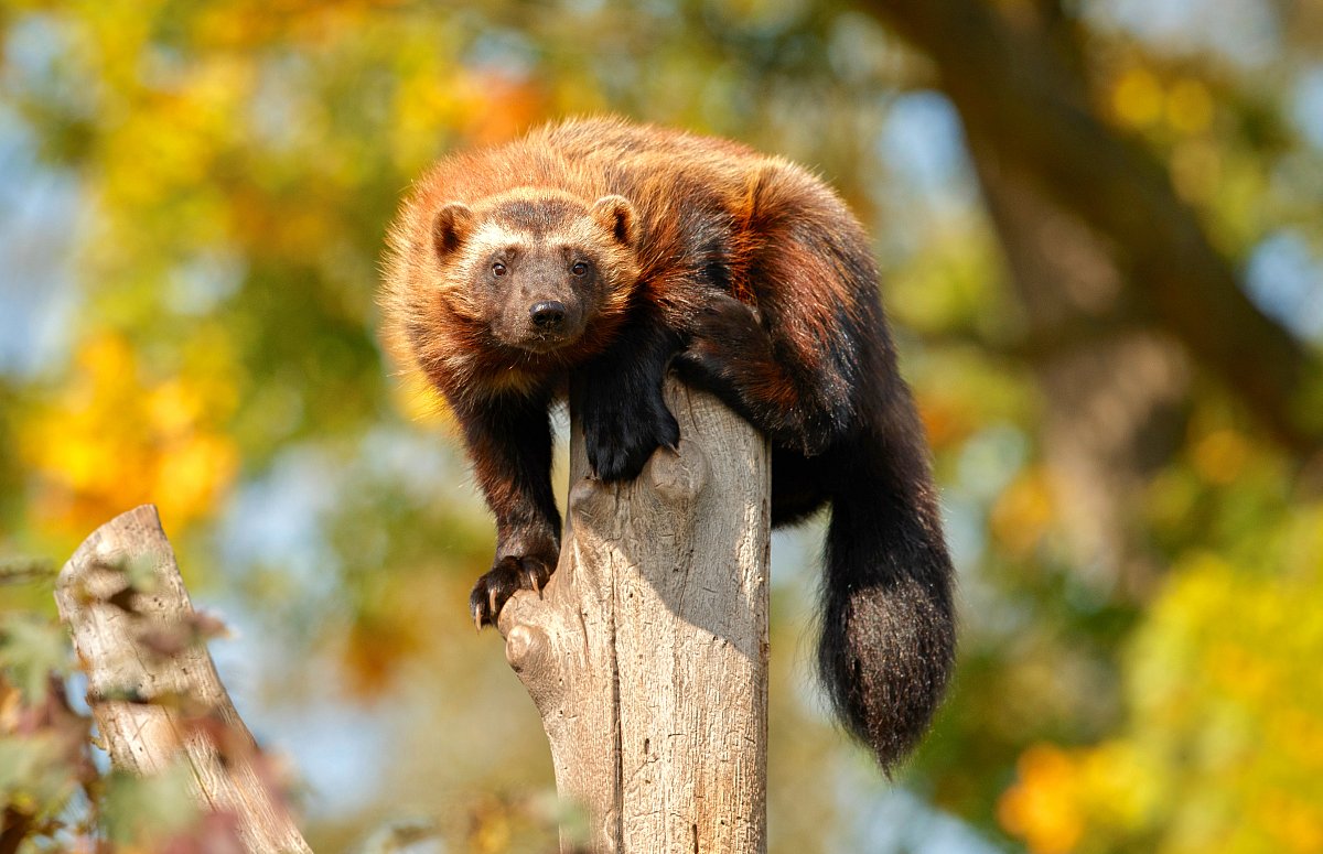 O rosomákovi a kachně