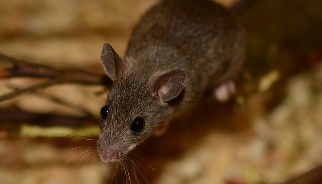 Vtipnější vyhrává:
Jak&nbsp;jsme chytali myš