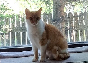 Jak jsme se pustily se sestrou do záchrany kočiček