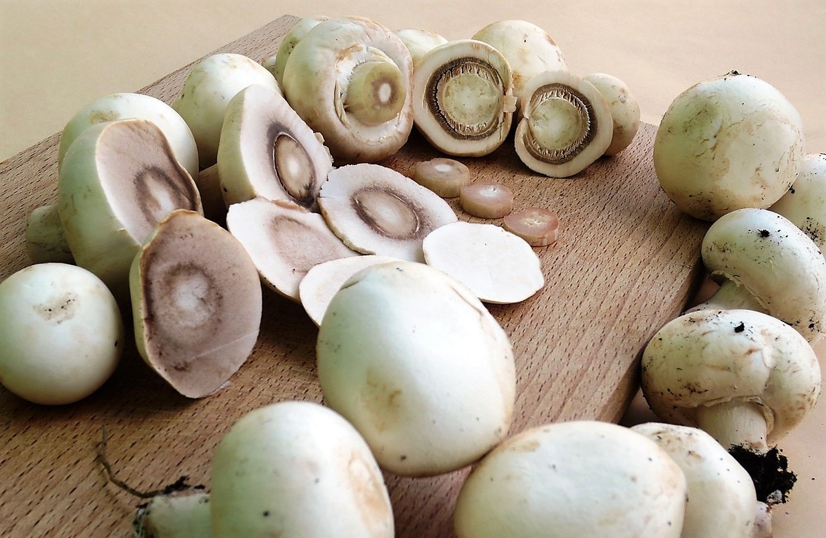 Cukr v krvi pomohou snížit houby, dýně nebo gymnéma lesní