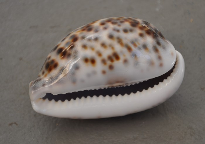 Japonské seniorky loví
mušle. A bez kyslíku