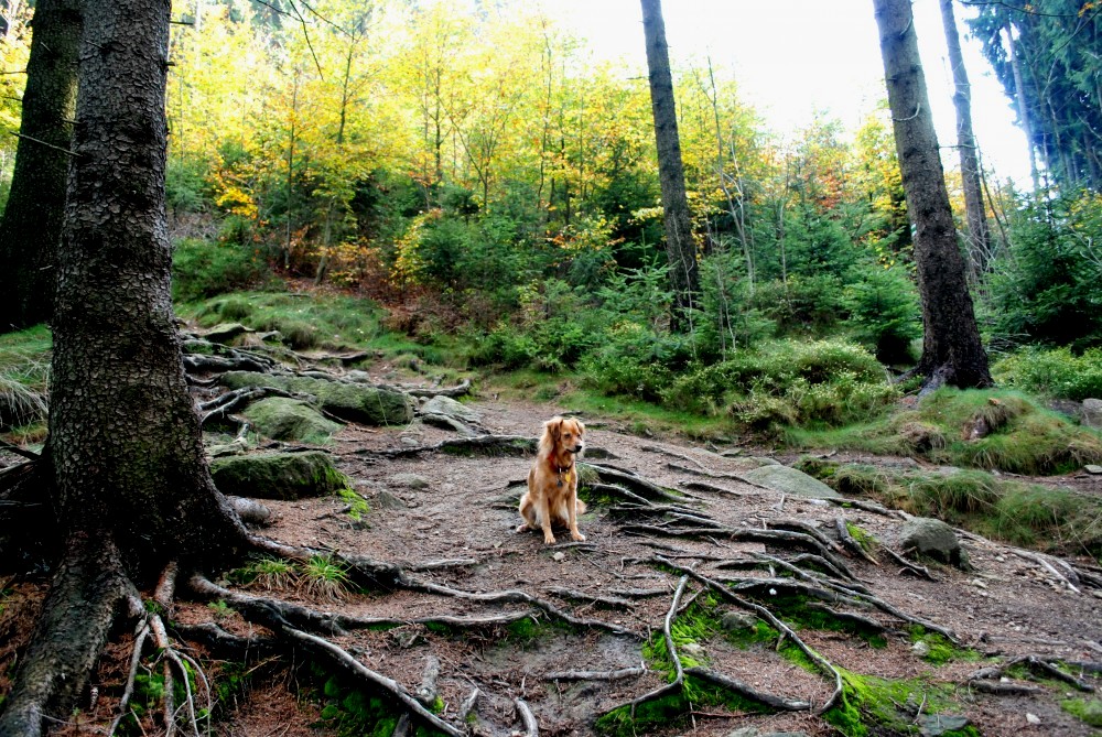 S  nasazením života