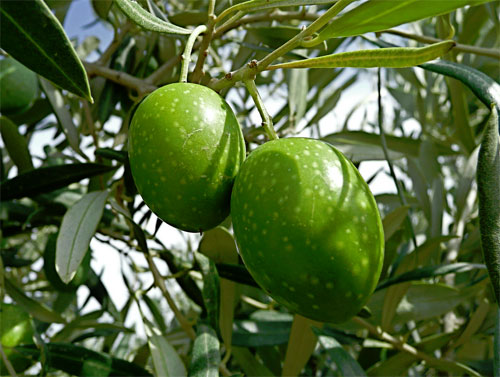 Čerstvě utržená oliva
vás určitě neuchvátí