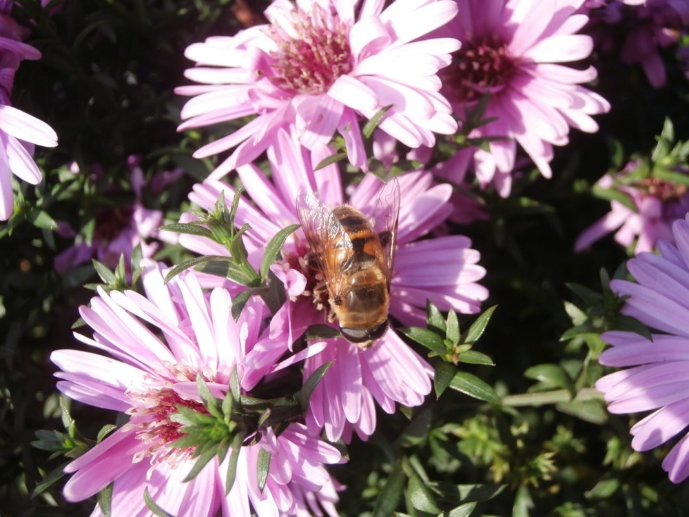Má vernisáž fotografií: Hřbitovní kvítí