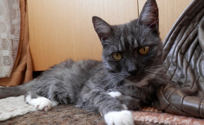 S kočkou i bez kočky 