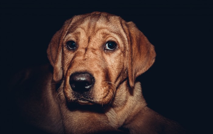 Cenu za psí statečnost
dostali tři psi a fenka