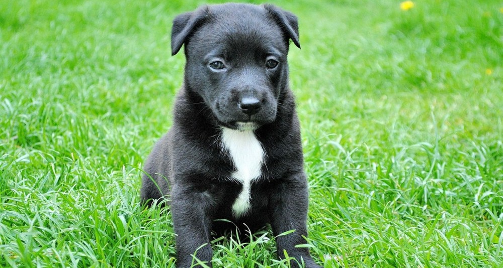 V Česku se šíří ilegální
obchody se štěňaty