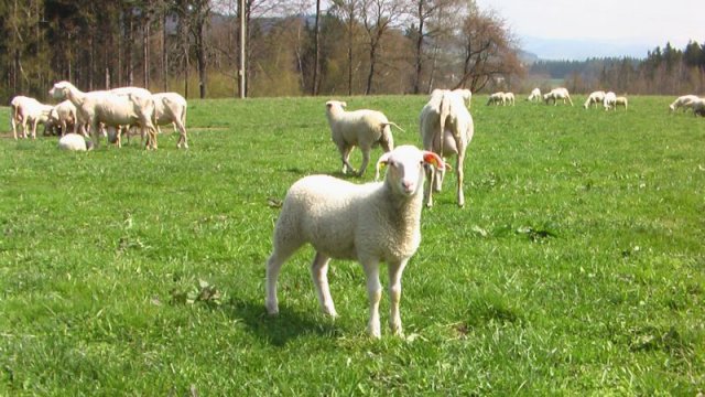 Tip na výlet "3 v 1":
Kozí farma Pěnčín