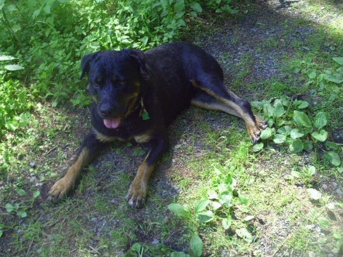 Poděkování všem mým psím přátelům