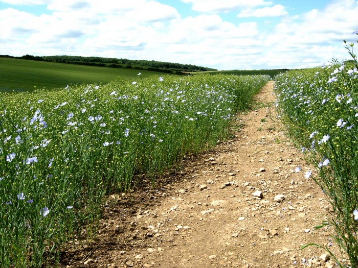 Letní cesta zapomnění