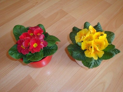 Primulky: kousek jara
uprostřed zimy