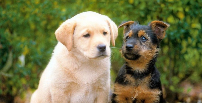 Vítězové našich IQ soutěží
a téma týdne: psí miláčkové