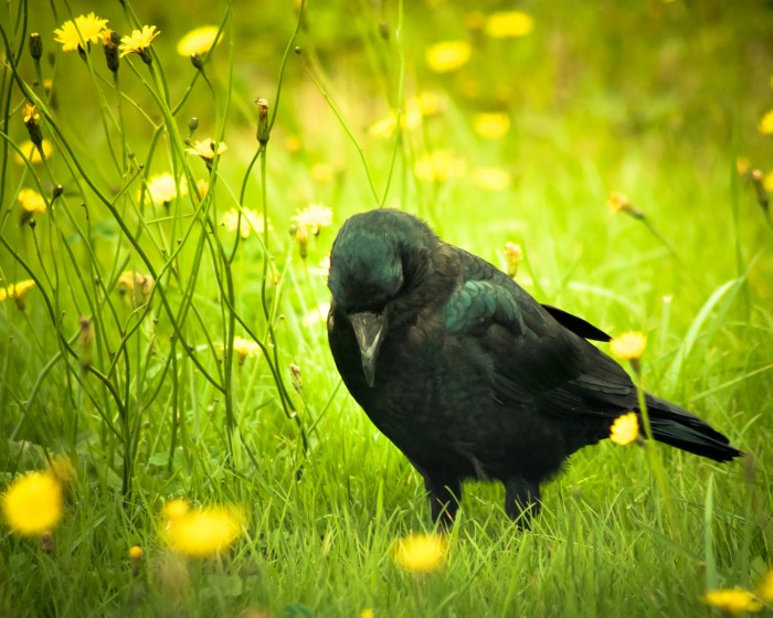 Pro zábavu, pro radost, 
čeština má slůvek dost