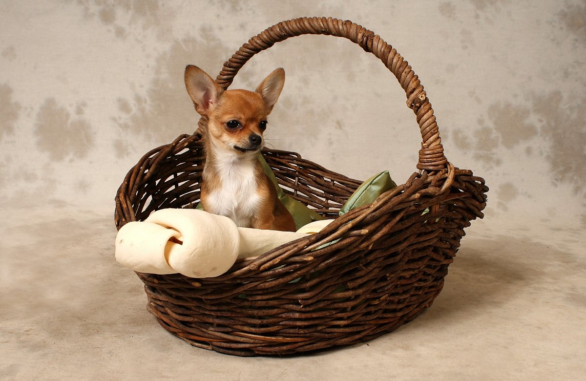 Protiepidemiologický systém začíná být kočkopsem, holí si ale nezaslouží