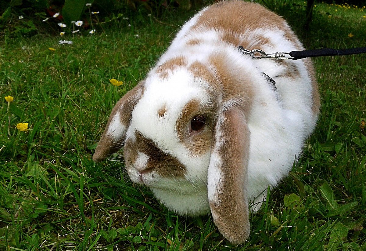 Žižkovská pandemie II