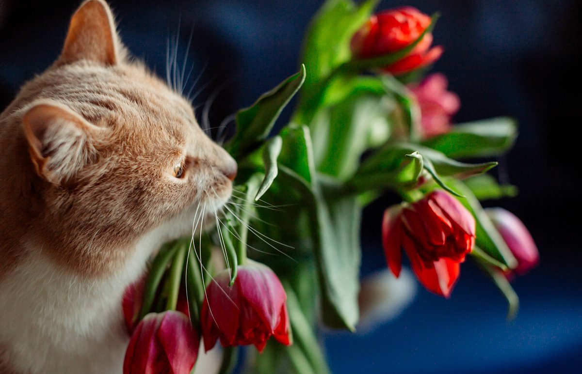 Když jaro v zahradách probudí tulipány