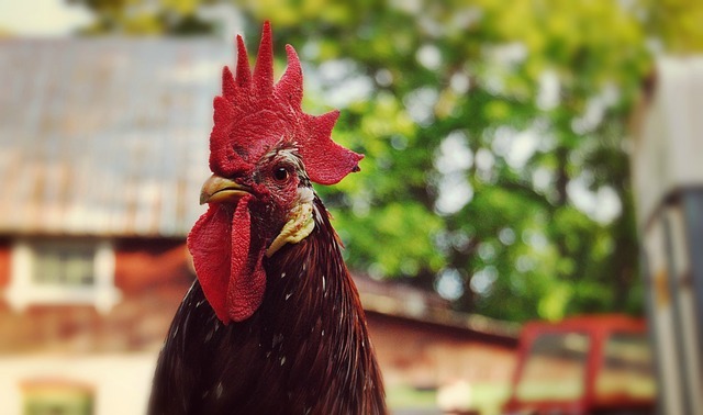 Kohout za všechny prachy