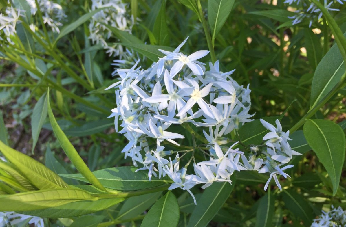 Jsem rostlina, co zahání slimáky, a jsem krásná