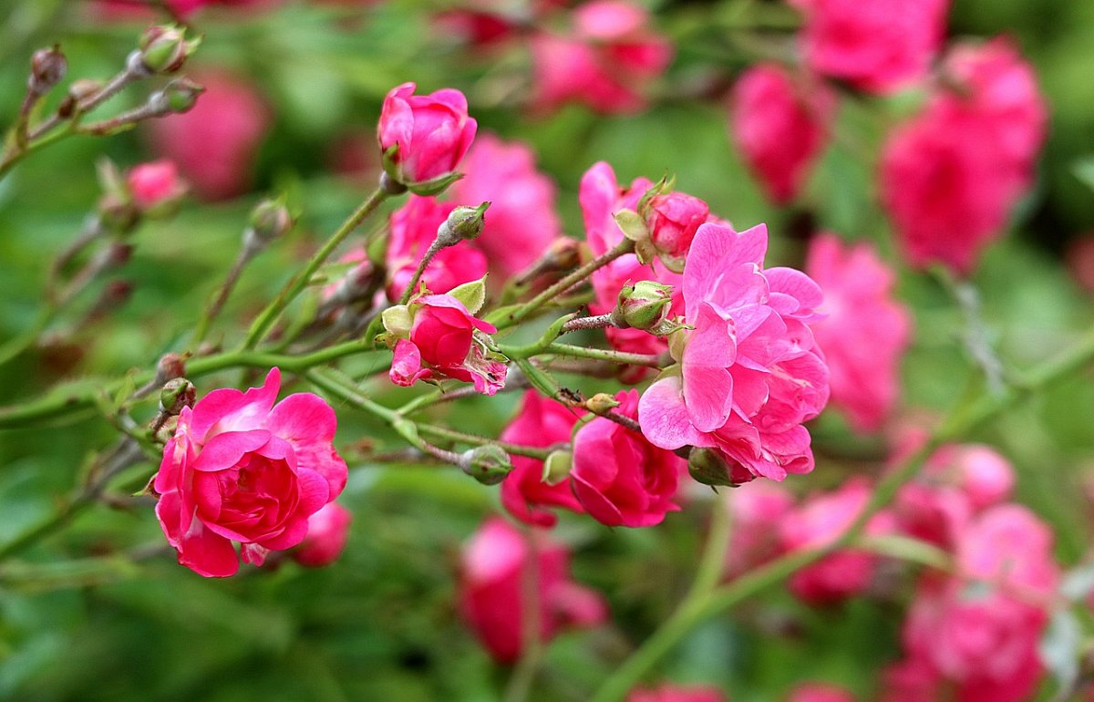 Jako motýl louku znát 