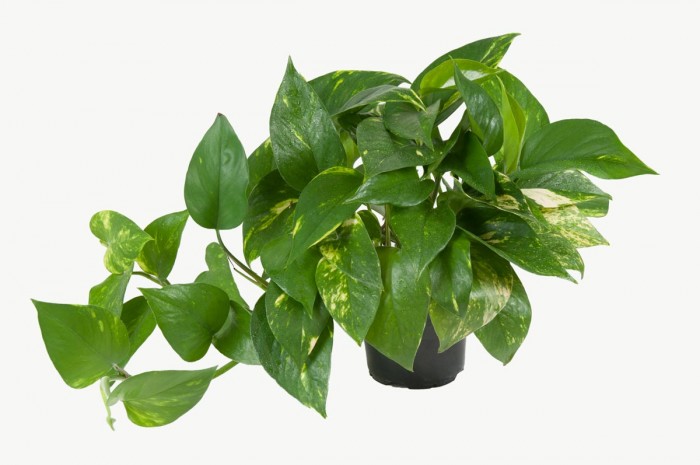 Jak podpořit zdravý růst
vašich pokojových rostlin?