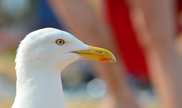Ptáci vidí více barev než lidé, 
vejce mají ale barevně strohá