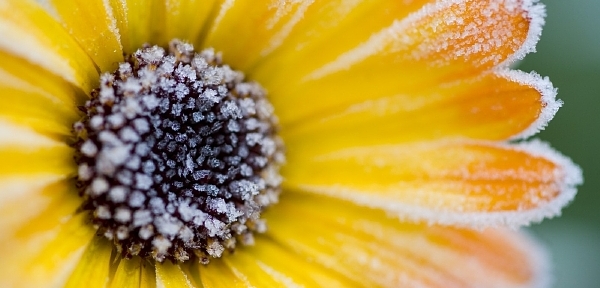 Mrazivá koleda: na Jizerce
bylo minus dvaadvacet