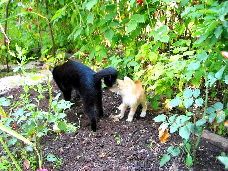 Můj nejsilnější zážitek roku:
Operace a záchrana kocourka