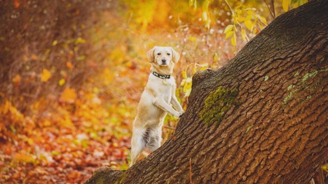 Učím se rychle aneb
Seniorům pejsci sluší!