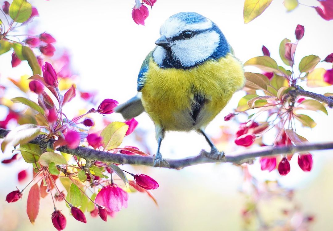 Zvláštní tvář jara