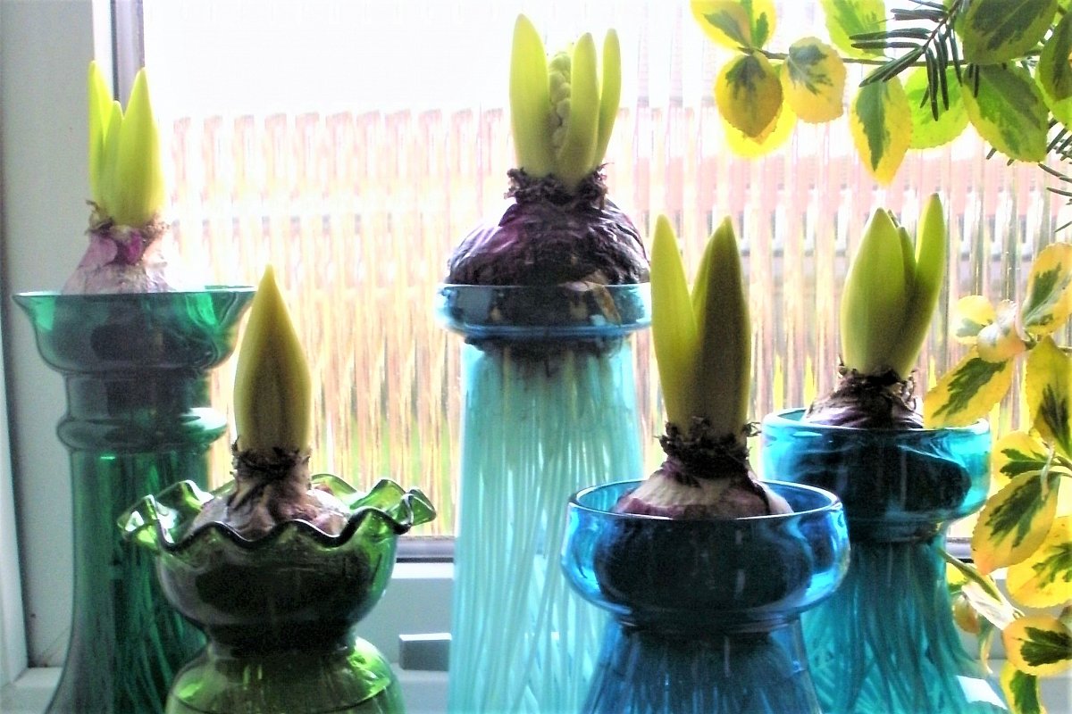 Jarní rostliny jsou tady, je čas si s nimi udělat radost