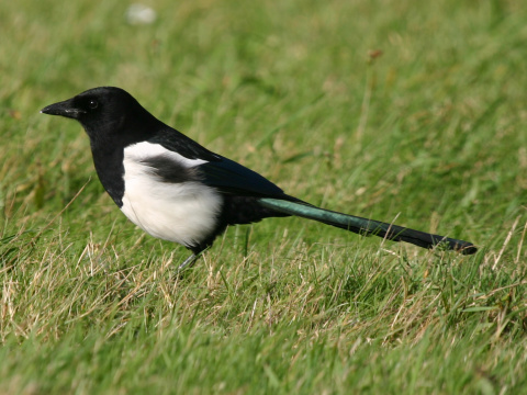 Naučte se poznávat ptáky
po hlase, je to zábavné