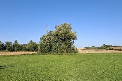 Jsem jak ten strom v širém poli