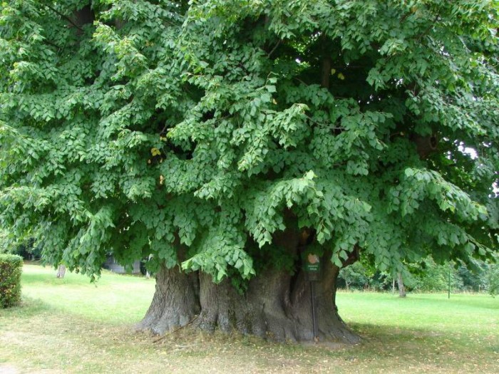 Památné stromy provázejí
lidstvo po mnoho generací