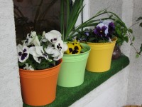 macešky na parapetu