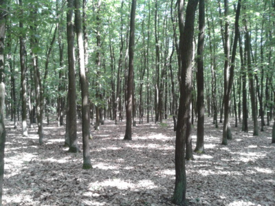 Letos můj první...