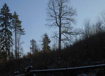 Osamocen nad oborou.