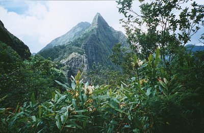 Orchideje na výhledu Nuʻuanu Pali