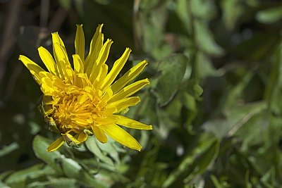 01 - Pampeliška smetánka