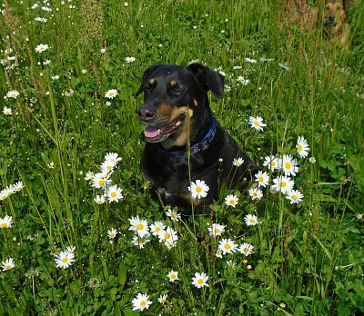 Kopretiny mám moooooc rád.