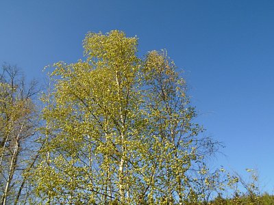 V odpoledním větru