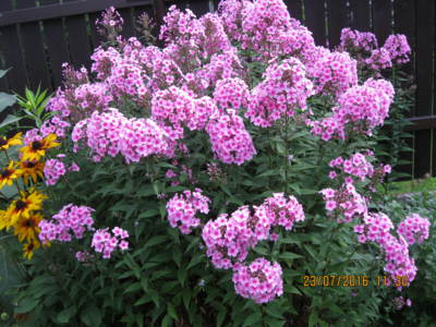 I floxy se snaží, také je miluju...