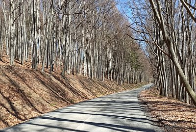 Mám ráda cestu lesní