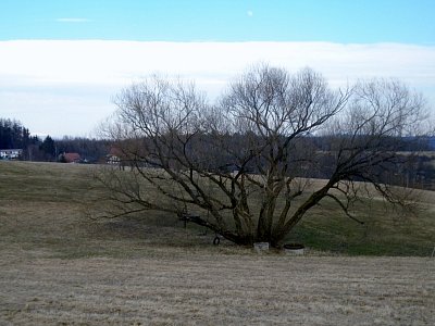 Stará vrba v lukách.
