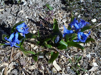 Hortenzie se snaží.