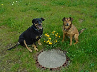 Zátiší s pampeliškou.