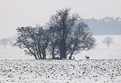V polích za městem 24-11-2025