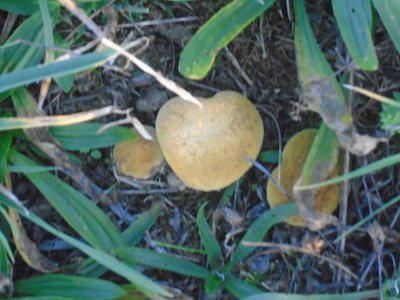 Houbičky v trávě.