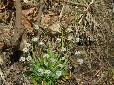 Jarní, ale která??