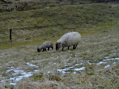O .... Ovečky se pasou samy, jehňátka se drží mámy.
